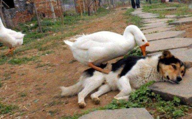 为啥有鹅的地方没有蛇,鹅的粪便能驱赶蛇是真的吗