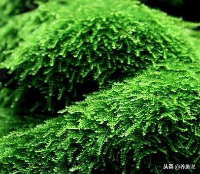 鱼缸造景什么水草好养,鱼缸造景不需要二氧化碳的水草