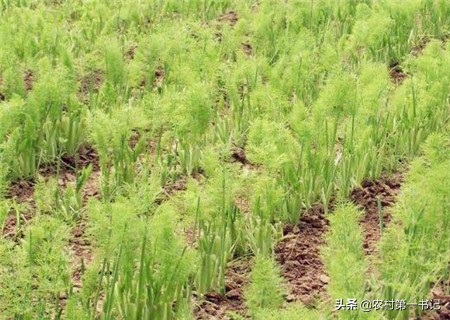 小茴香种子是怎么种植的,怎么种茴香出苗好又快呢视频讲解