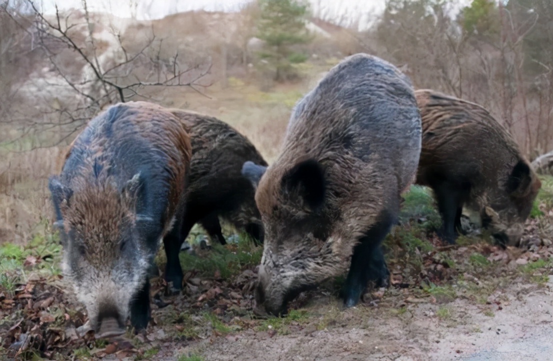 野猪肉要上市了？安徽组建狩猎队，队员猎杀的野猪10元1斤回收