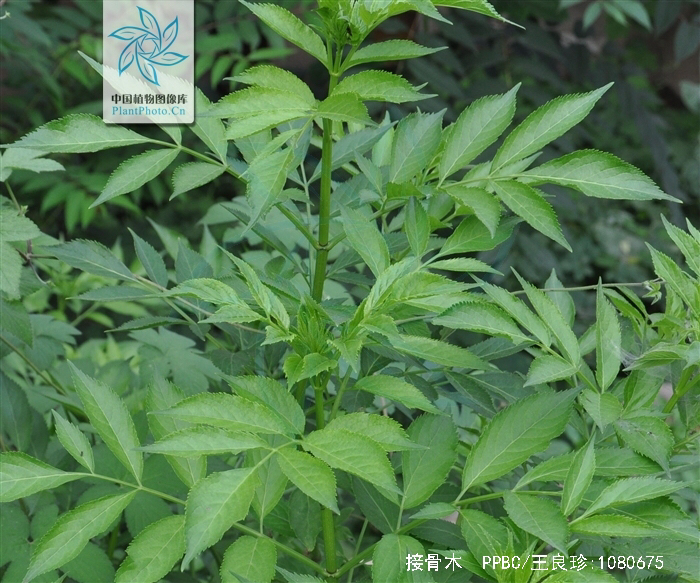 中药材接骨木还有别名吗,中药材接骨木一般和什么药搭配