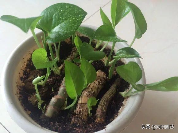 绿萝扦插的最佳方法,绿萝不用生根液怎样生根