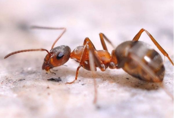 蚂蚁建地下王国,建设城市会考虑蚂蚁么