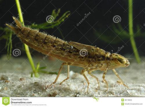 蜻蜓动漫电梯安全常识,蜻蜓动漫安全常识