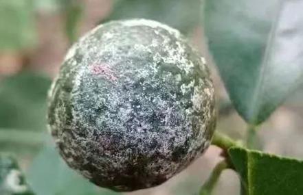 柑橘防治白癞病用什么药好,柑橘白癞病防治