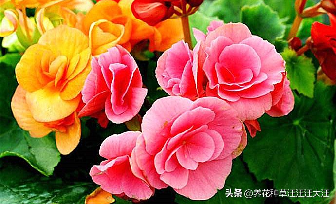 丽格海棠怎么养长得高开花多,丽格海棠开的花越来越小