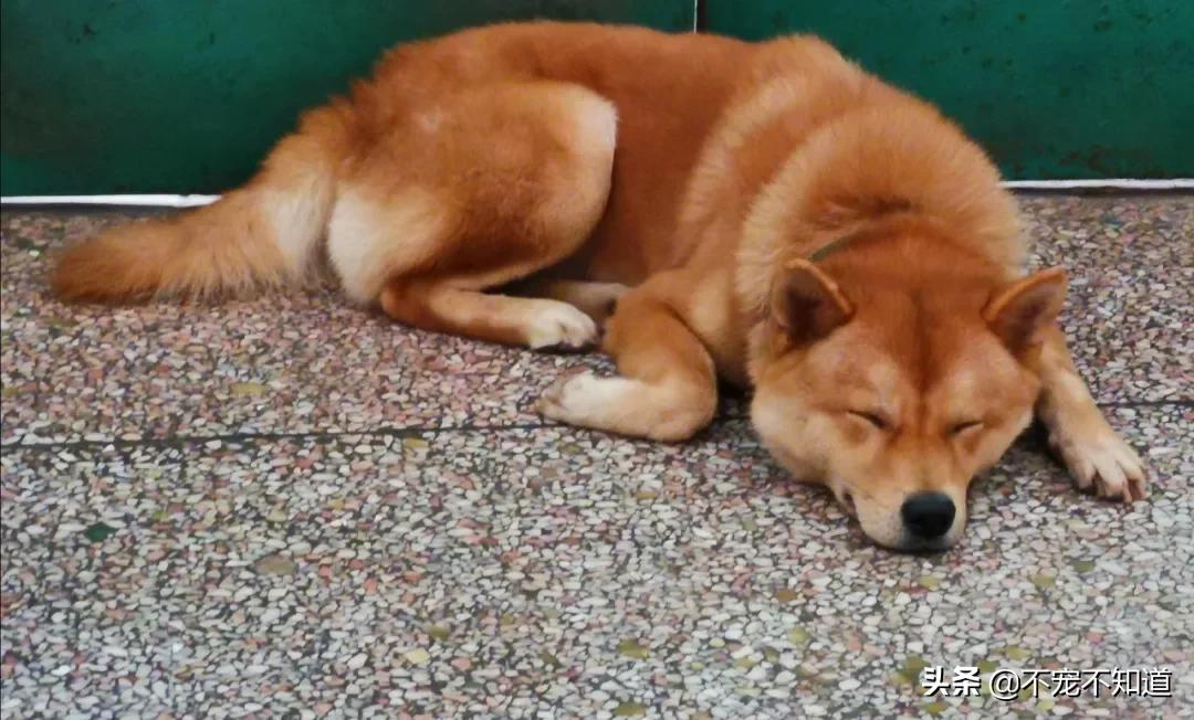 中华田园犬小时候的可爱图片,中华田园犬颜值天花板小奶狗