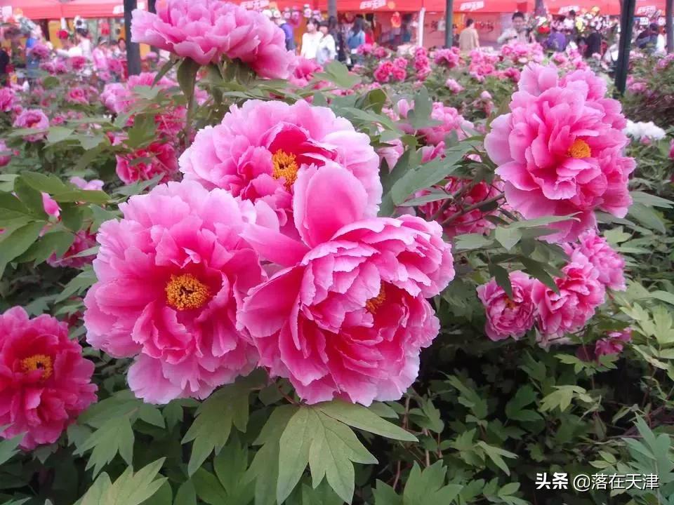 天津河北区桃花堤开了吗,天津看桃花的北运河桃花堤