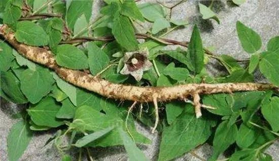 党参枝叶图片,党参植物形态图