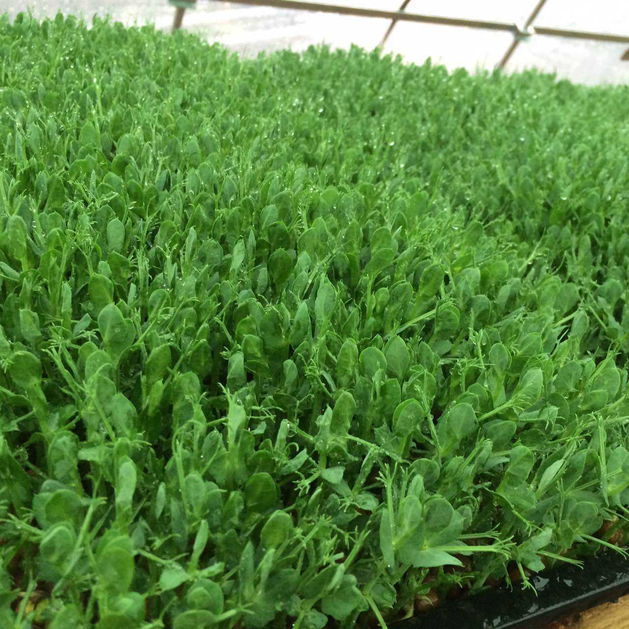 自己种的豌豆芽可以吃吗,豌豆芽可以干什么