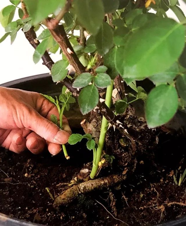 玫瑰月季怎么爆盆,玫瑰怎样爆侧芽