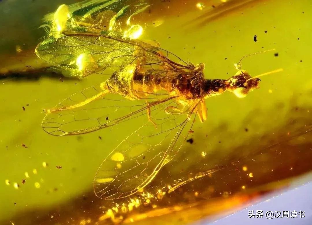 不是宝石胜似宝石,琥珀珍贵的宝石