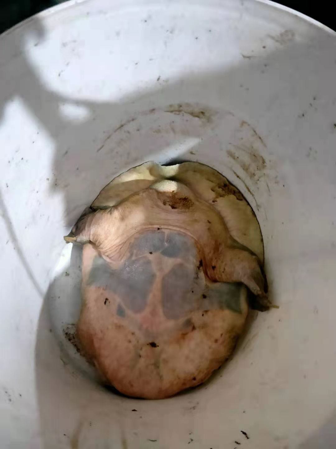 钓到一只野生大甲鱼引围观,养的野生甲鱼下蛋了