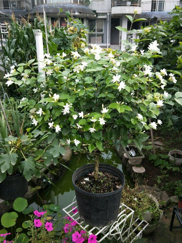 5种“女人花”，随便养一种，能养女人心，摘花泡茶，养颜健康