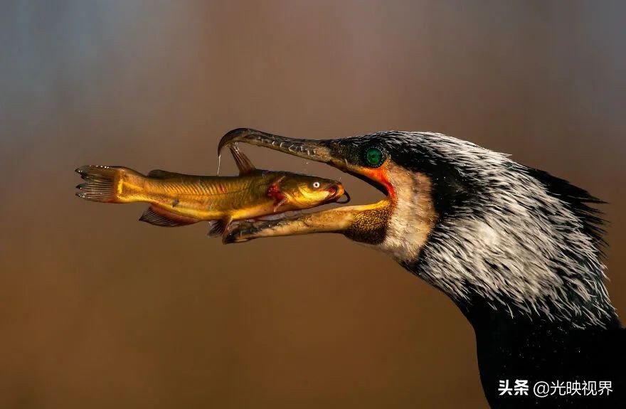 世界鸟类顶级摄影大全,2022年最佳鸟类摄影师奖35张照片