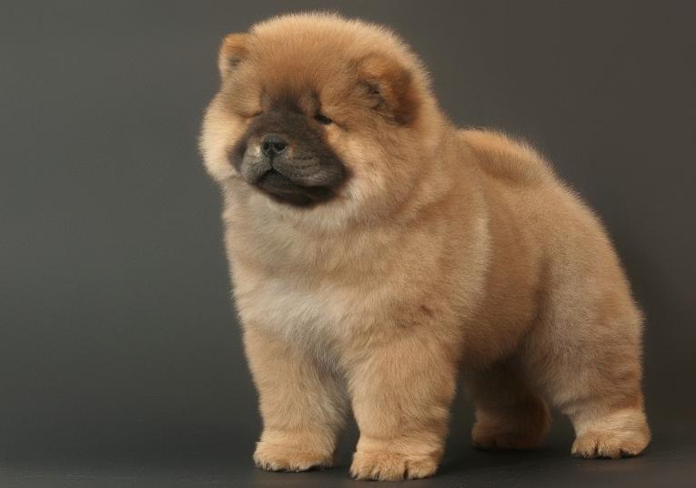 松狮缺点,养松狮的十大痛苦