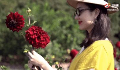 张大奕评价董花花和蒋凡完整视频,蒋凡与董花花最新情况