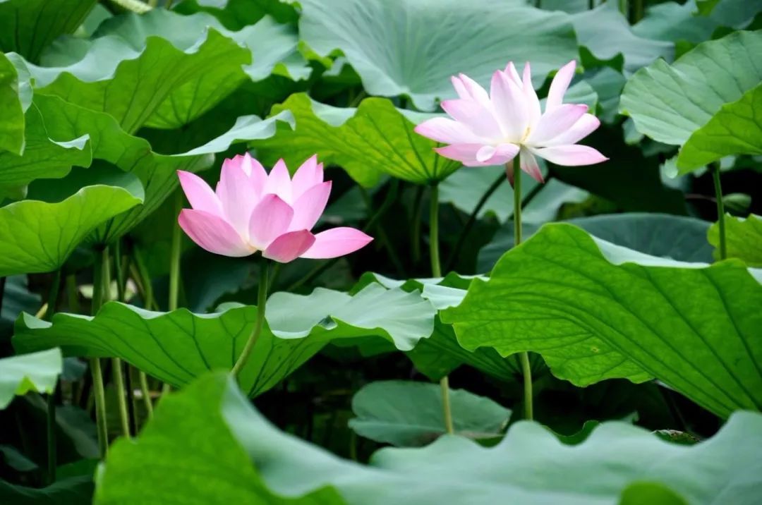 济南长安十二时辰,济南十二时辰图片