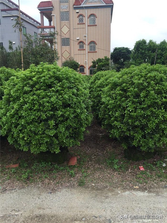 灌木球类植物,灌木植物种类及图片