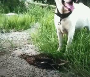 搞笑gif目光全在腿上了,爆笑gif动图我们一起出去霸气一点