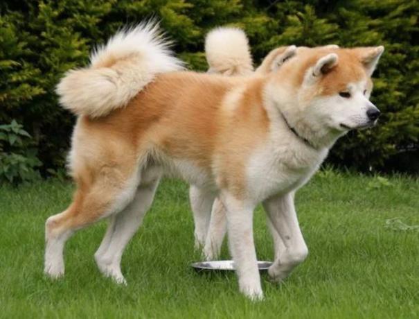 宠物狗大全免费观看,什么狗最好养又听话又聪明大型犬