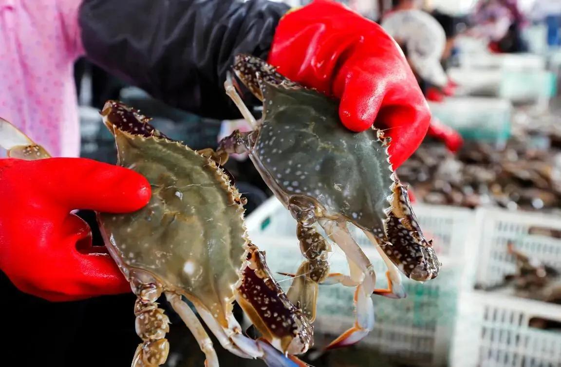 现在梭子蟹怎么挑选,梭子蟹怎么挑选才好