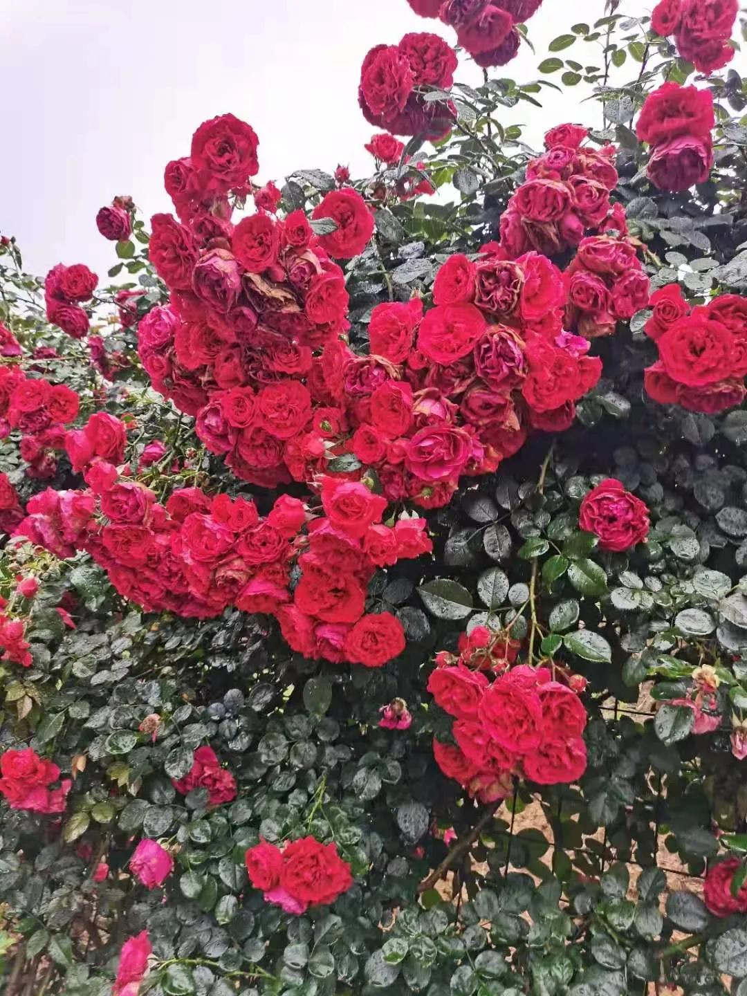 五月，此地谷幽芳菲盛