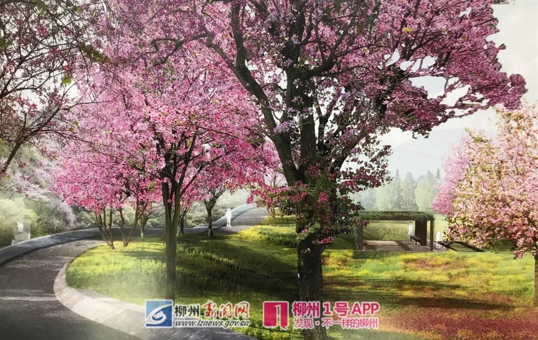 柳州紫荆花园在哪里,柳州紫荆花园最新消息