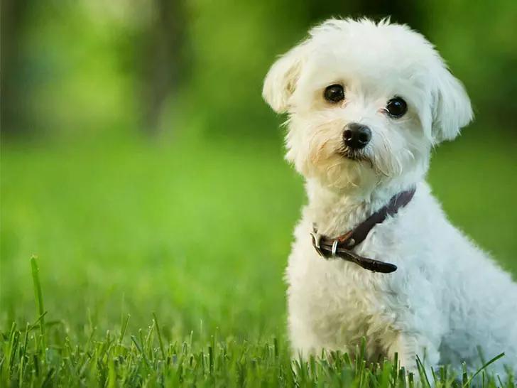 世界上最小最可爱的狗,世界上最可爱最小的狗