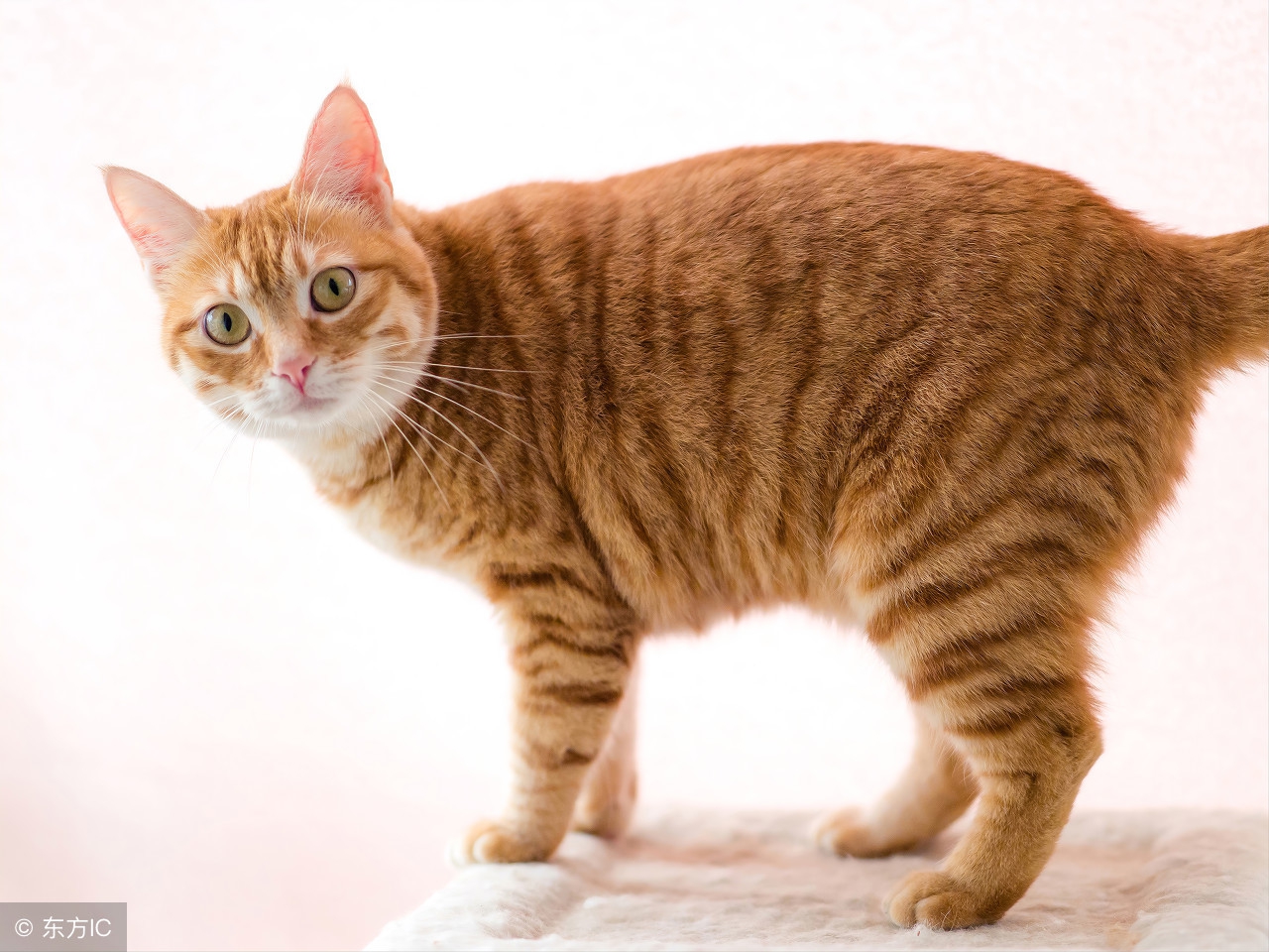 中华田园猫品种古代叫法,中华田园猫的品种介绍和图片大全