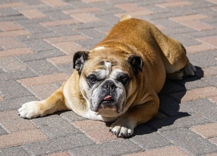 适合老年人养的狗排行榜,适合老人养的狗好养活的品种