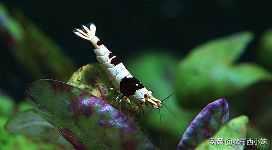 新手买观赏虾最好养殖什么,观赏虾的养殖方法和注意点有哪些