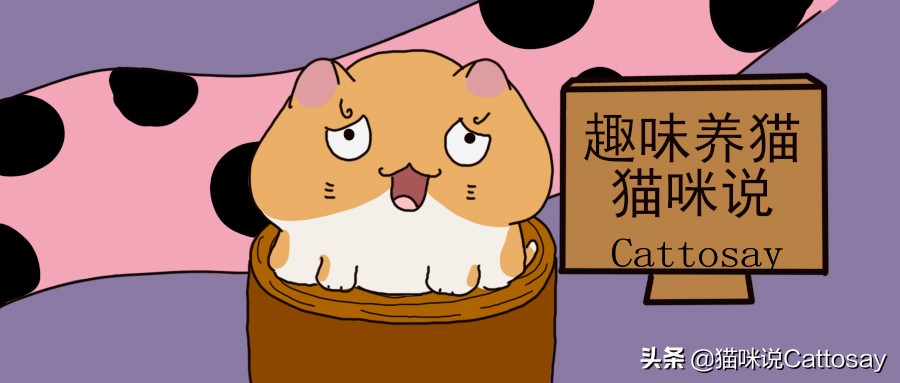 猫的捕食习性,猫总吃不胖是什么原因