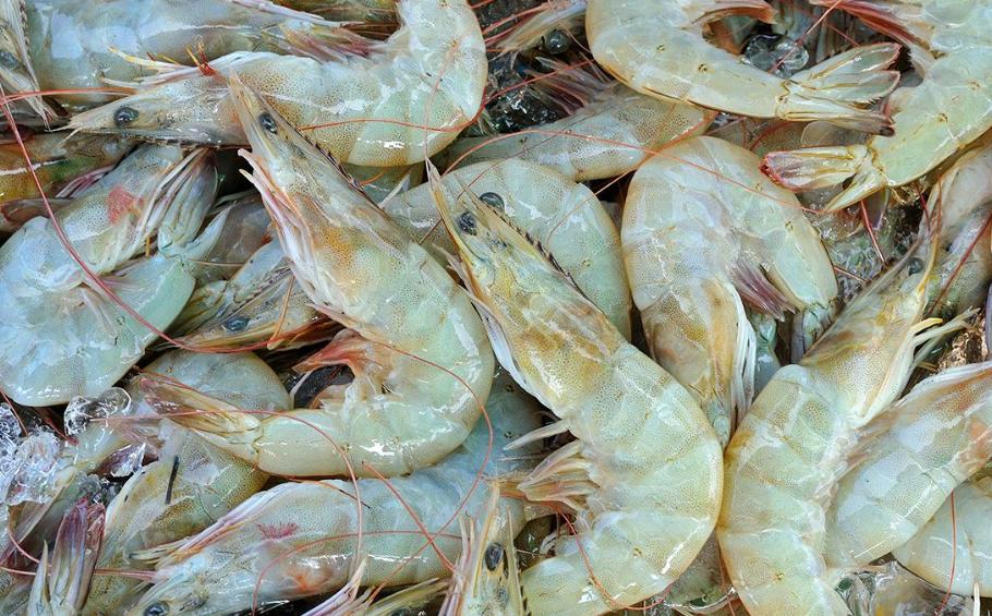 冻虾和煮熟的虾有什么区别,冰冻虾和冰鲜虾如何区别