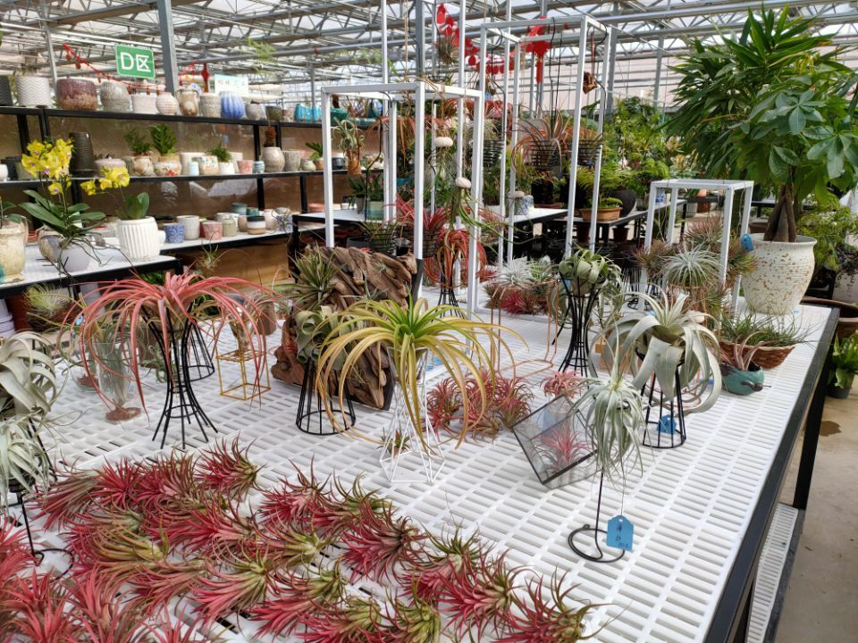 空气凤梨盆栽怎么养,空气凤梨巨型美杜莎花盆