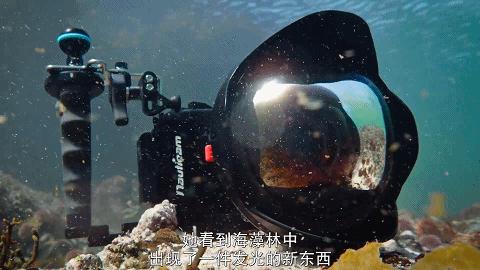 人鱼情未了在线阅读,人鱼情未了电视剧免费观看