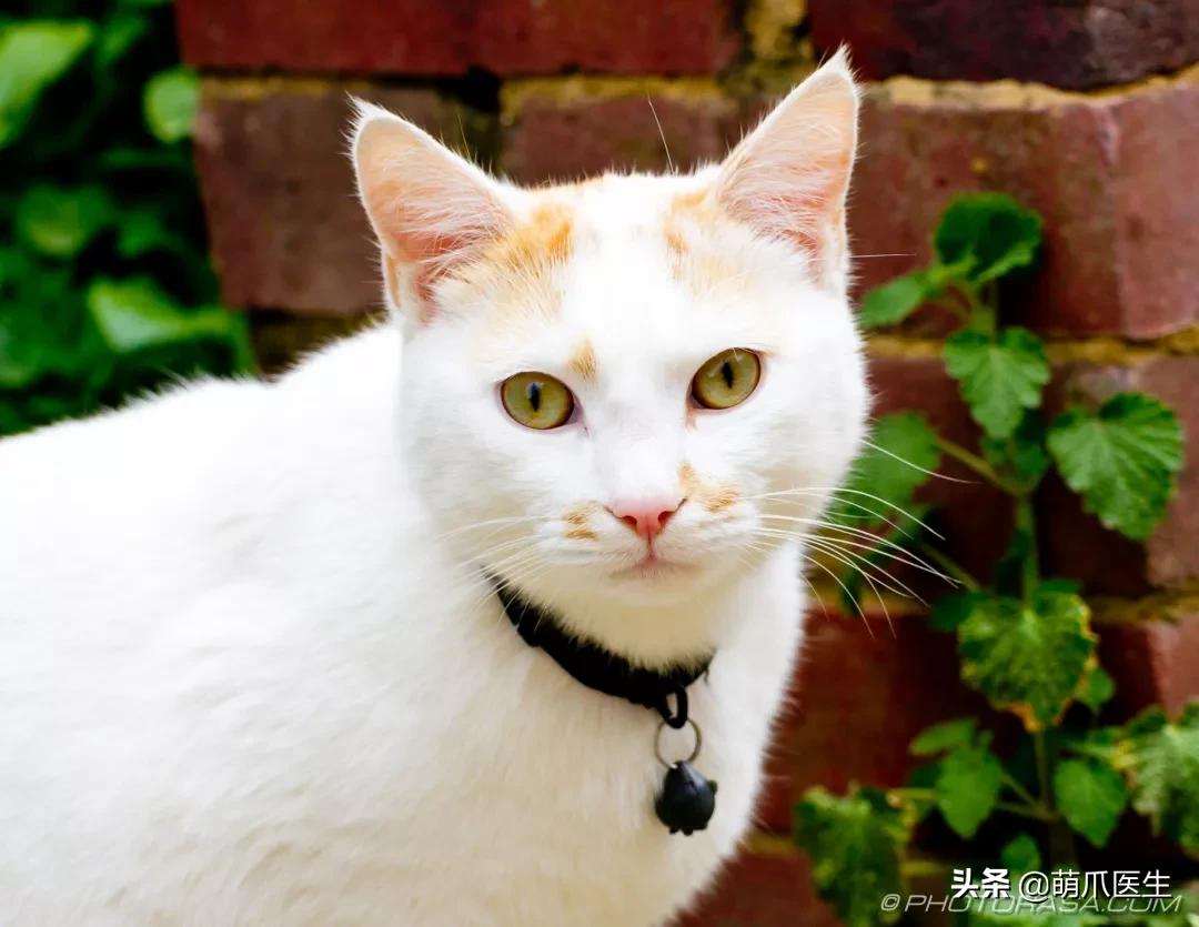 中华田园猫就是叫土猫？论给猫起名，古人可比我们强多了