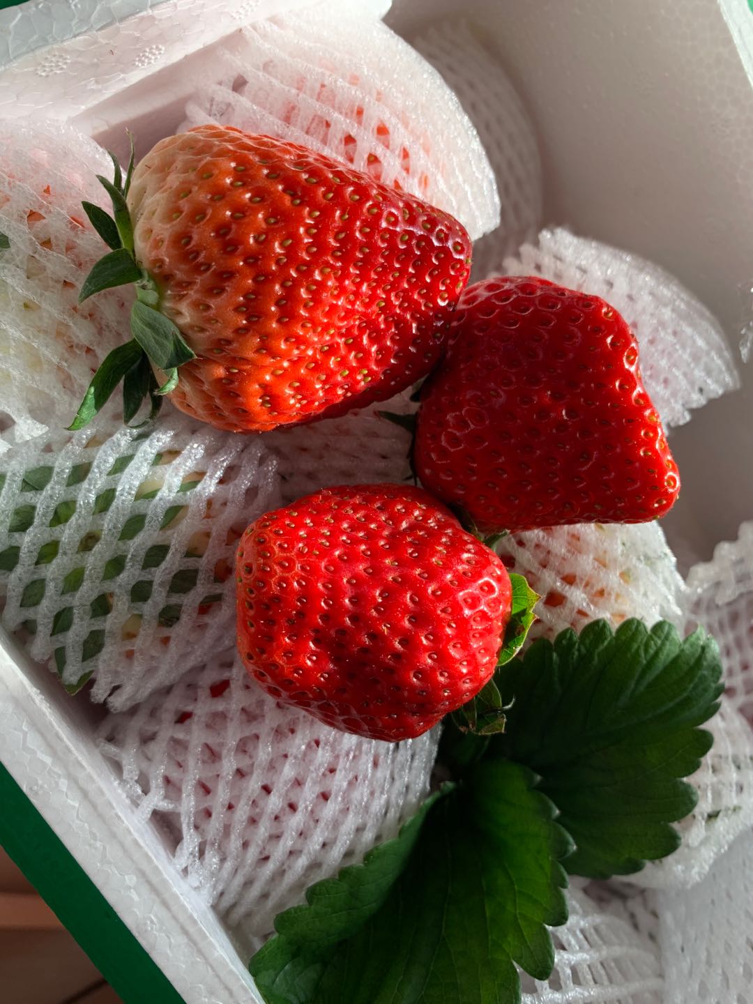 东港草莓一斤多少钱,丹东东港99草莓苗预定