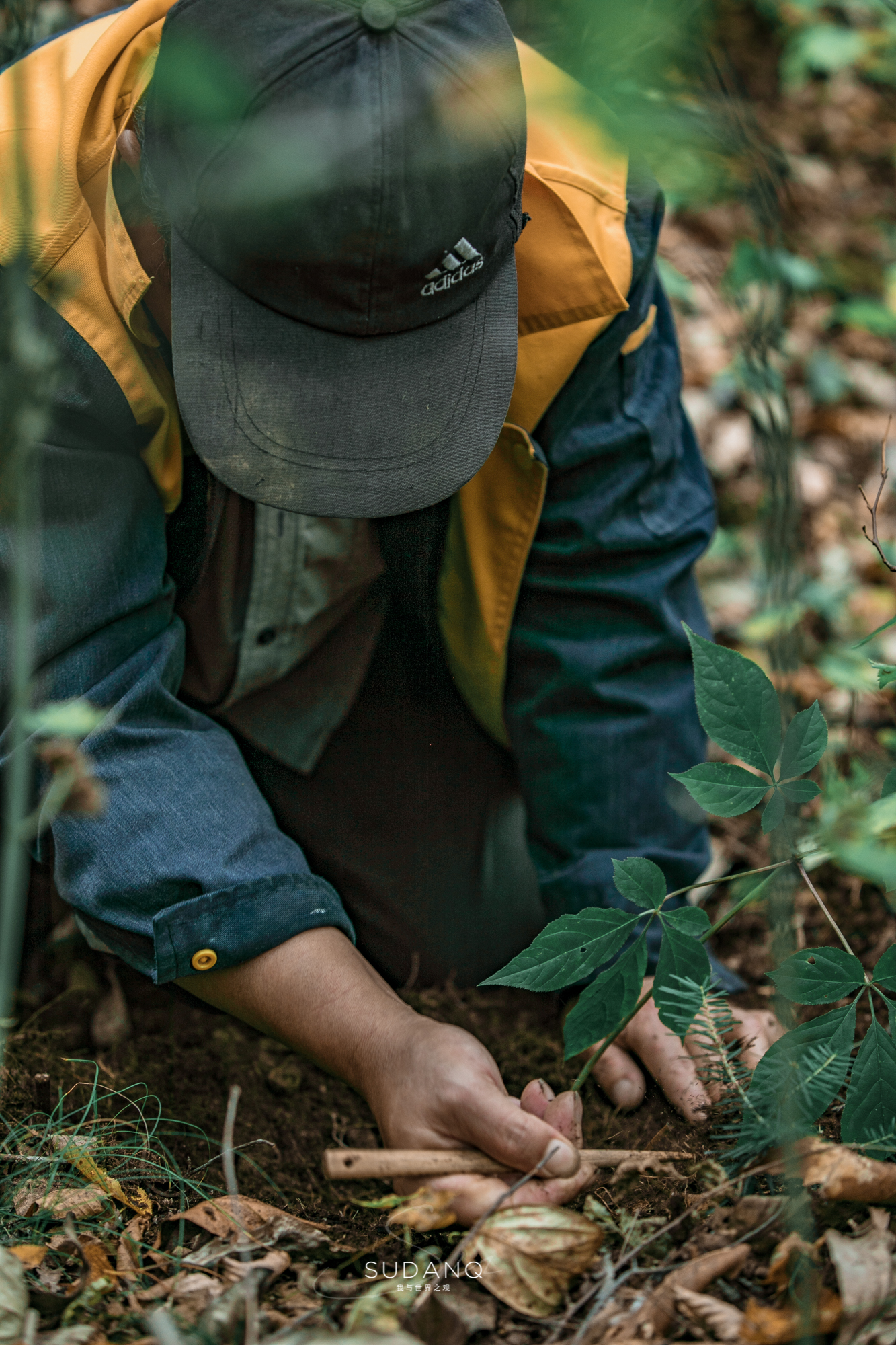 长白山百年野生人参为什么贵,长白山人参最好在哪里