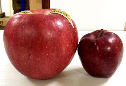 平安夜送什么苹果？不止红富士，这里是最有趣的苹果合集