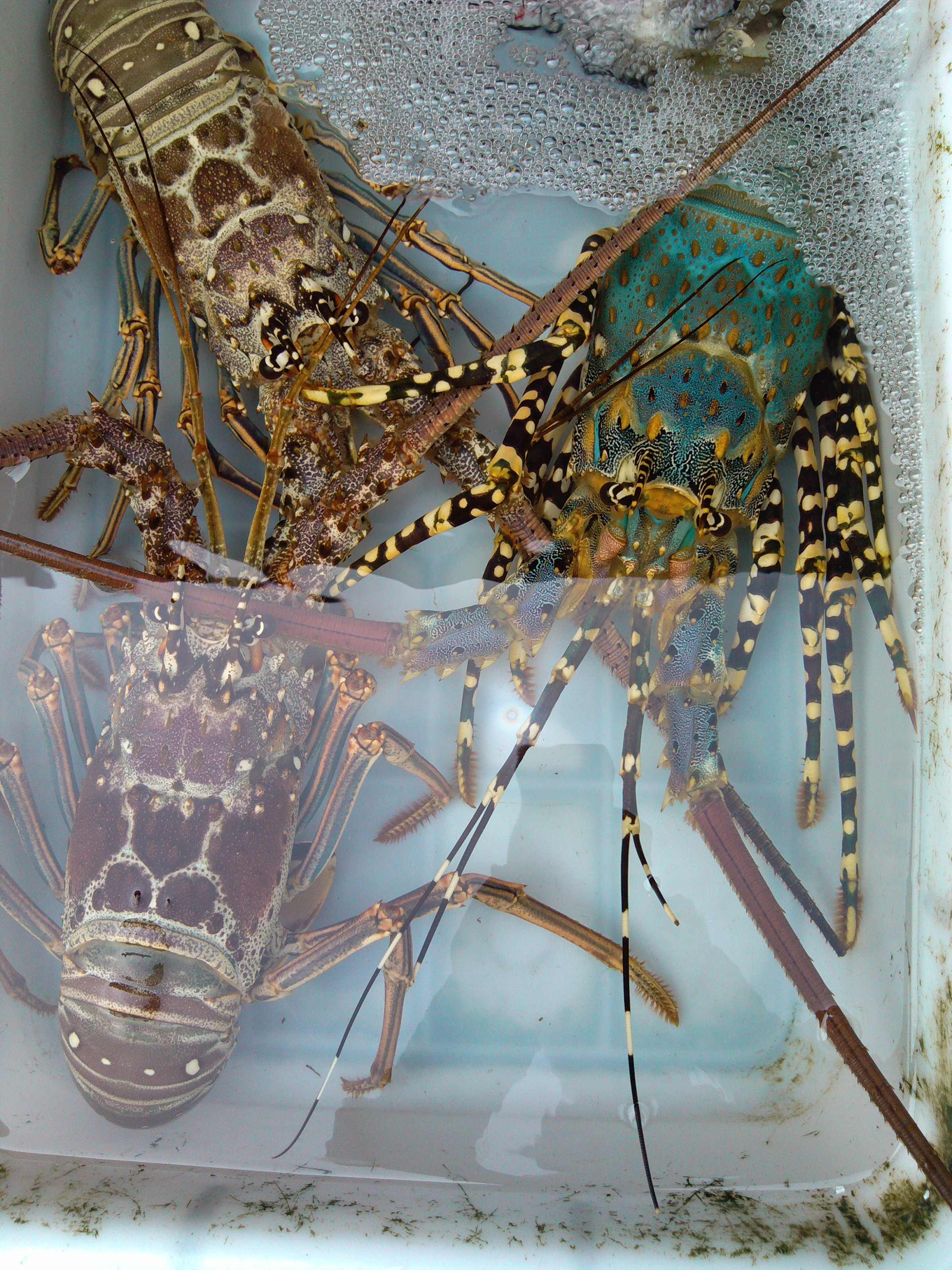 珠海海鲜游,珠海澳门环岛游时间表