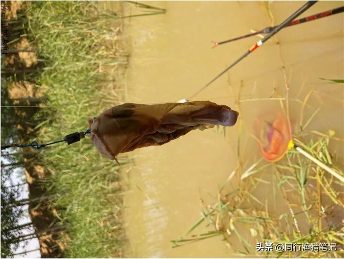 如何在鱼塘里钓龙虾,钓不到鱼鱼在水面游