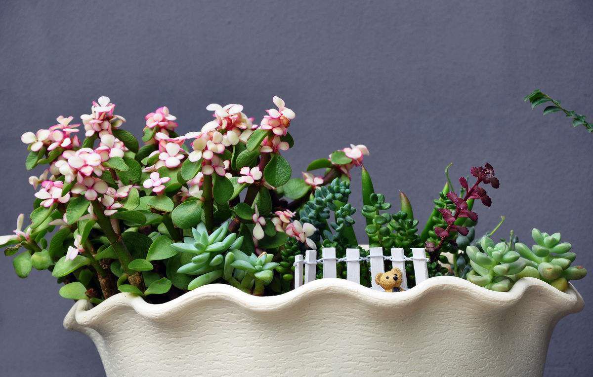 去长辈家送什么盆栽花合适,送老年人什么盆栽最好