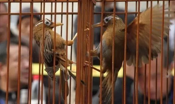 喂鸟有讲究,好鸟指什么