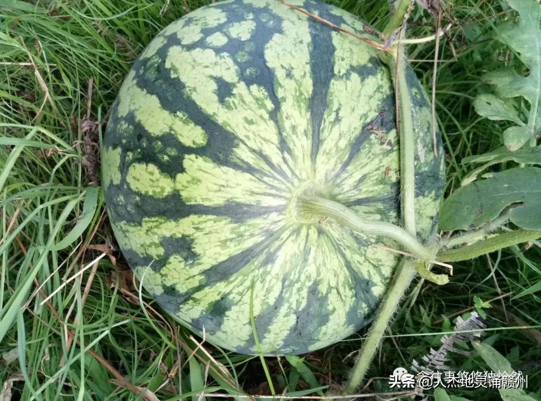 致敬母亲谁言寸草心报得三春晖,谁言三春晖报得寸草心的意思