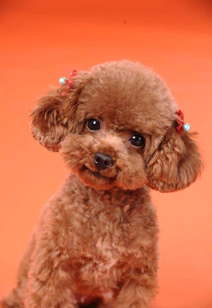 怎么辨别狗狗是怀孕还是子宫蓄脓,狗狗怎么辨别是否是死胎