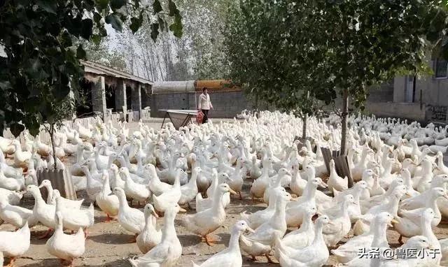 农村2023年致富项目小本生意,农村致富创业项目小本生意投资