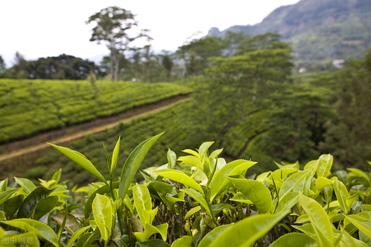 *党**眉清：喝茶让寡淡生活变得丰盈