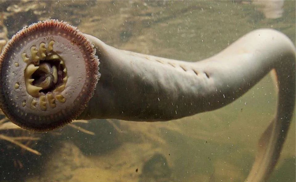 鳗鱼钻入人体的恐怖片名,鳗鱼入侵城市的电影