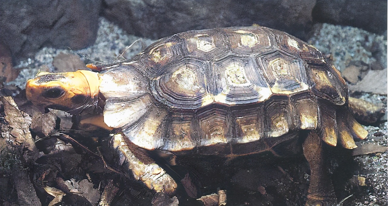 各种龟类图片大全大图,龟类展示会